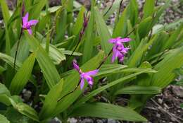 Image of Urn orchids