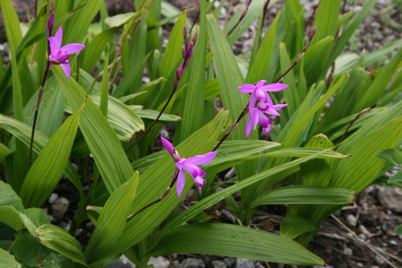 Image of Urn orchids