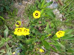 Tuberaria resmi