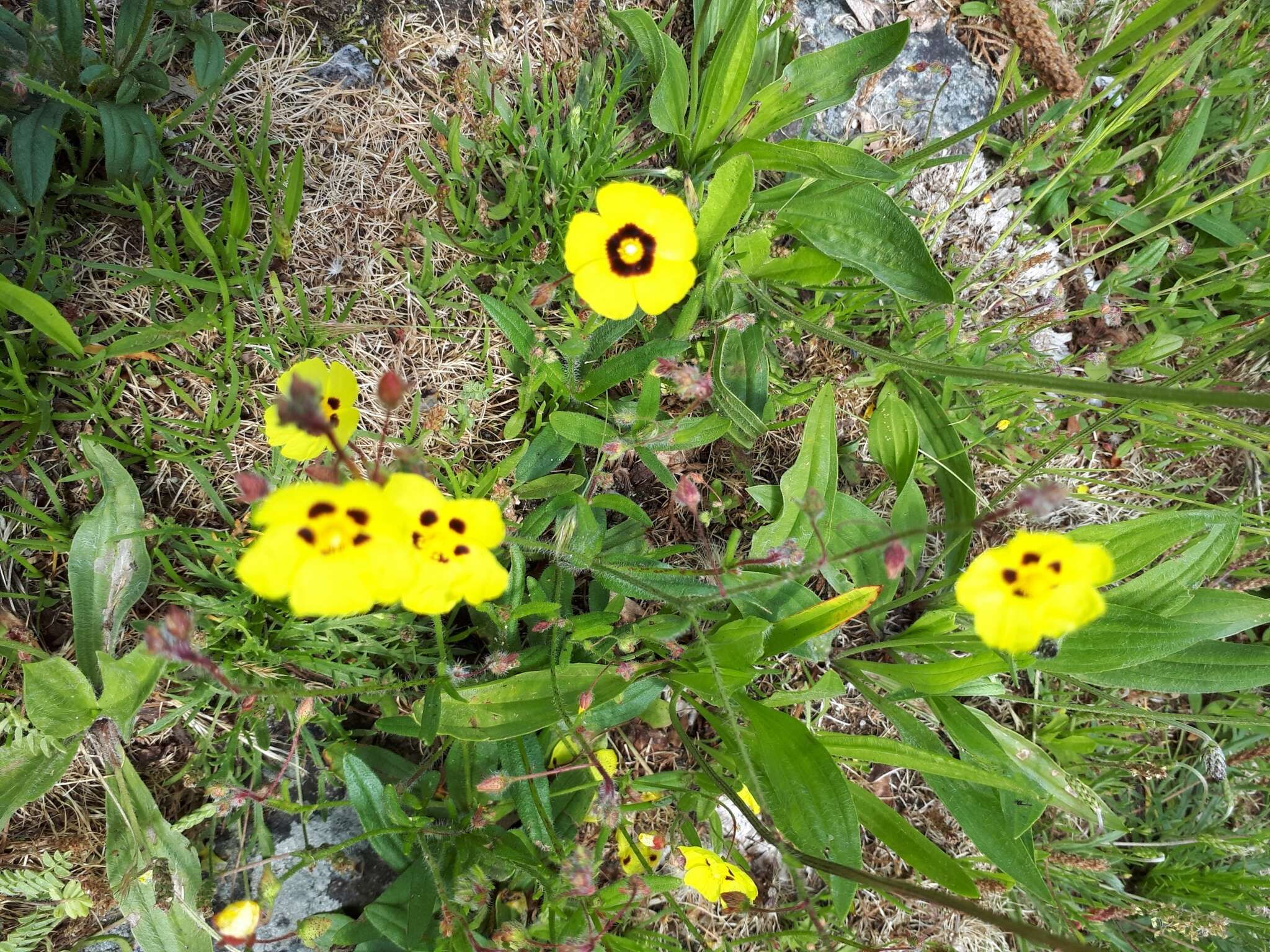 Tuberaria resmi