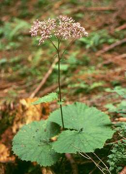 Image of Adenostyles alliariae (Gouan) A. Kerner