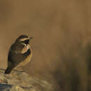 Image of Buff-streaked Chat