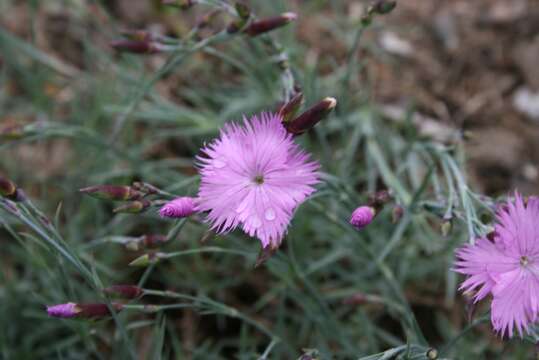 Image of Sequier's pink