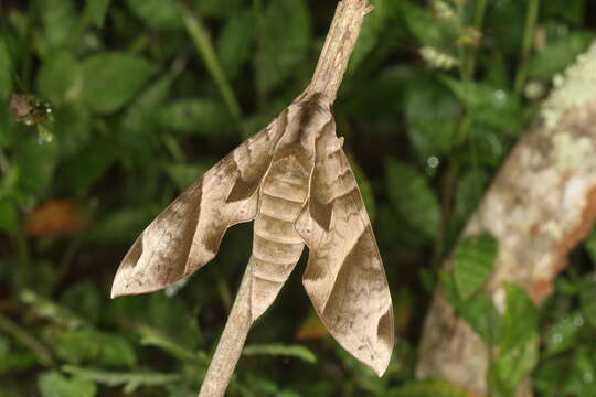 Image of Eumorpha obliquus (Rothschild & Jordan 1903)