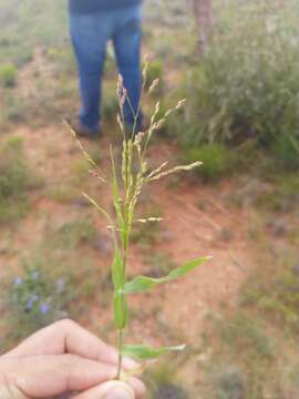 Image of Mexican panicgrass