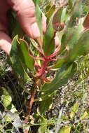 Imagem de Protea foliosa Rourke