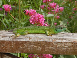 Image of Western Green Lizard