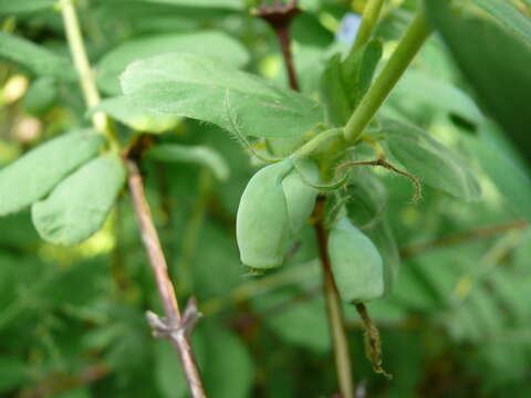 Image of deepblue honeysuckle