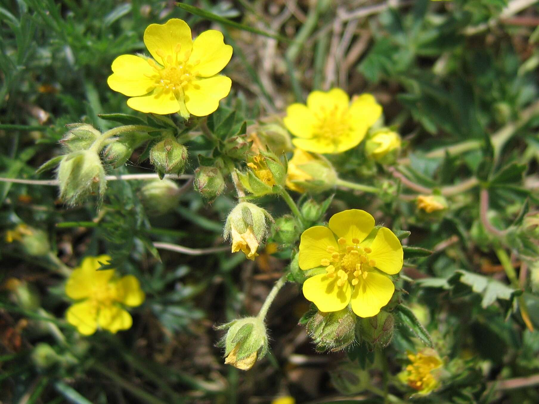 Image of spring cinquefoil