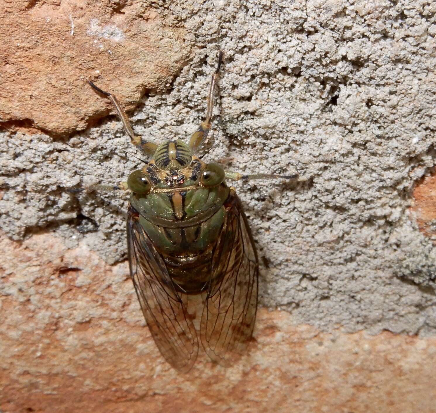 Image of Platylomia larus (Walker & F. 1858)