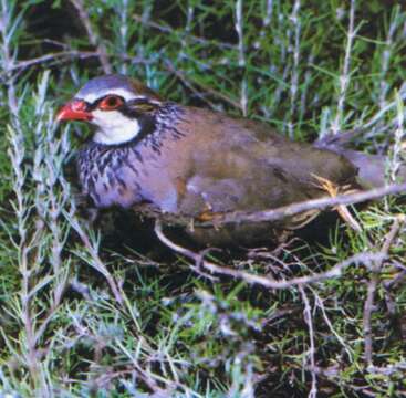 Image of Red-legged Partridge