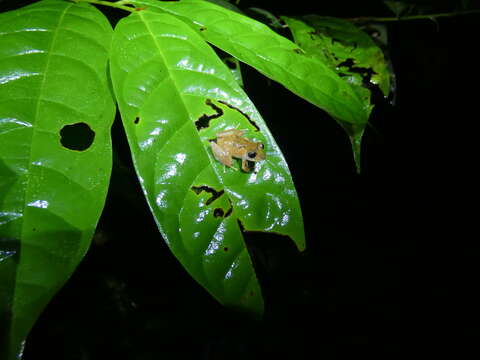 Image of Pristimantis kichwarum Elmer & Cannatella 2008