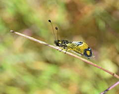 Image of Libelloides rhomboideus (Schneider 1845)