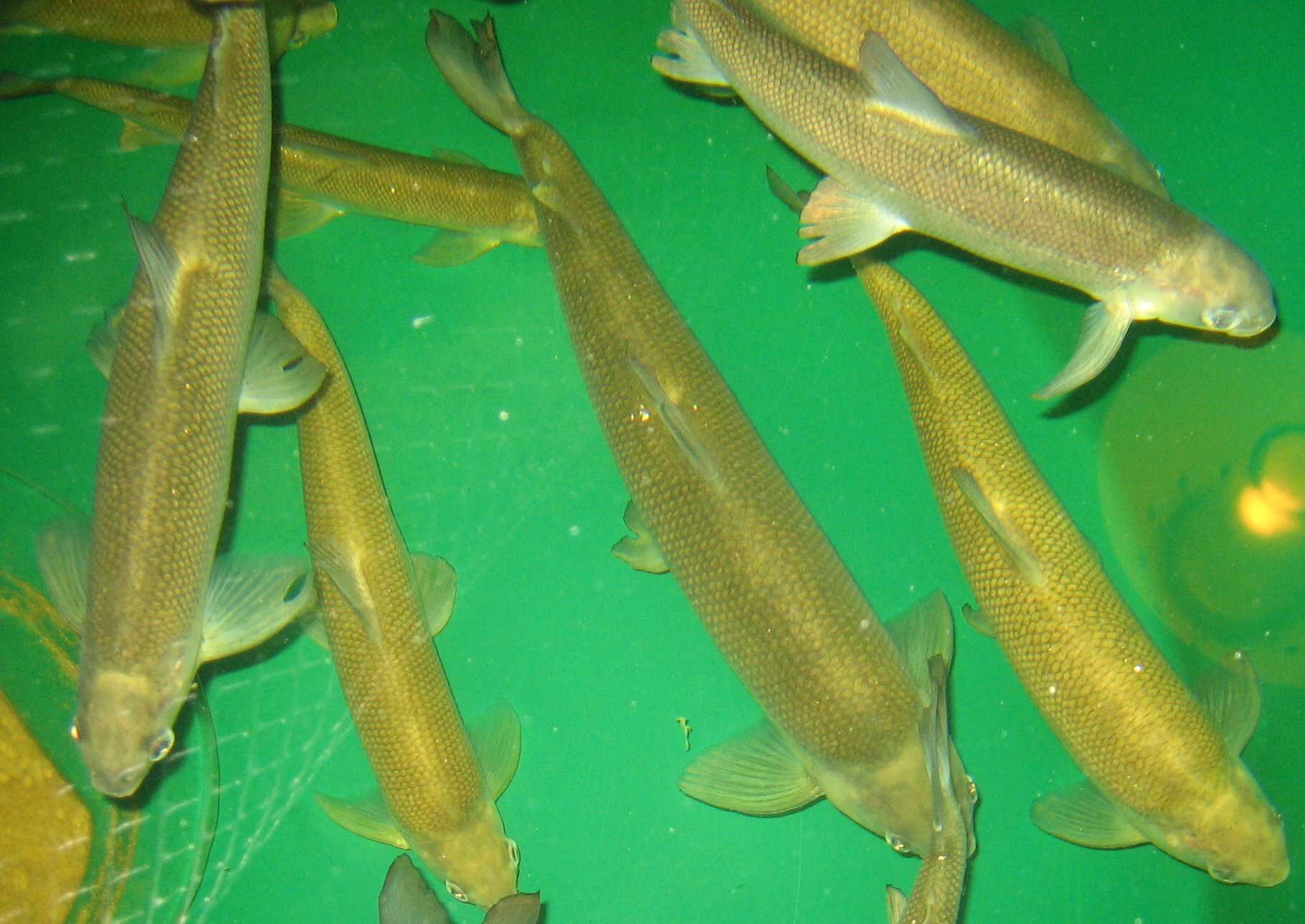 Image of Lake whitefish