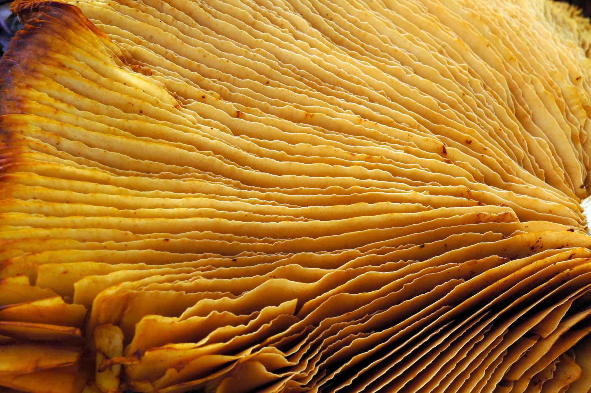 Image of Gymnopilus luteus (Peck) Hesler 1969