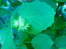 Image of Cobnut