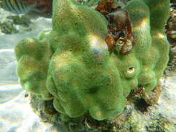 Image of hump coral