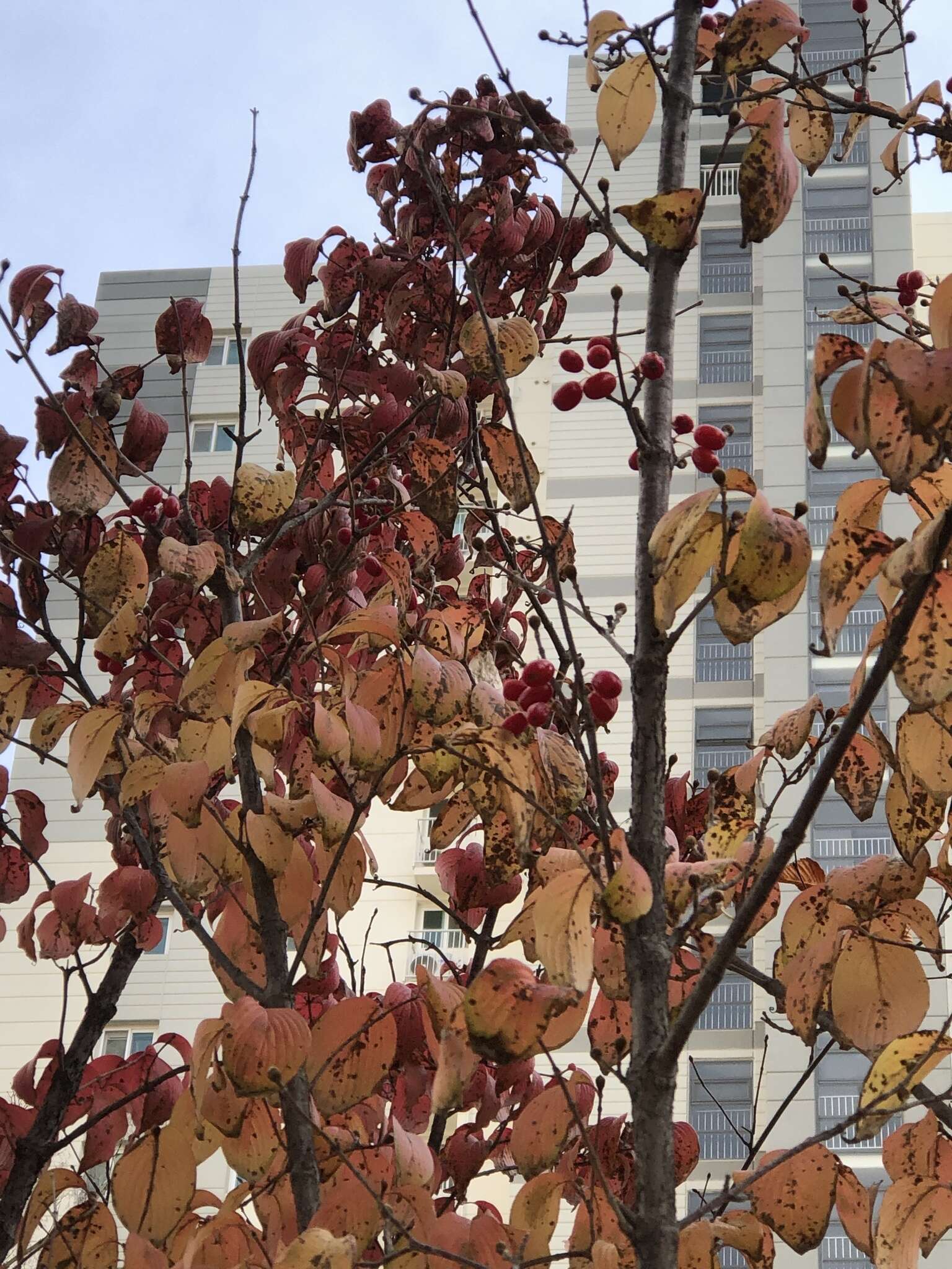 Plancia ëd Cornus officinalis Siebold & Zucc.