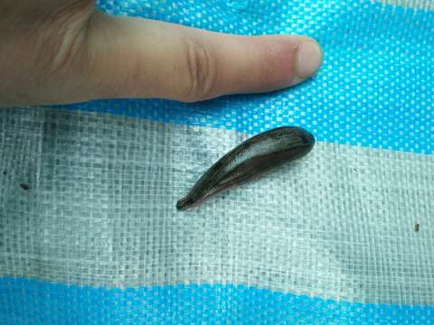 Image of Tiger Leech