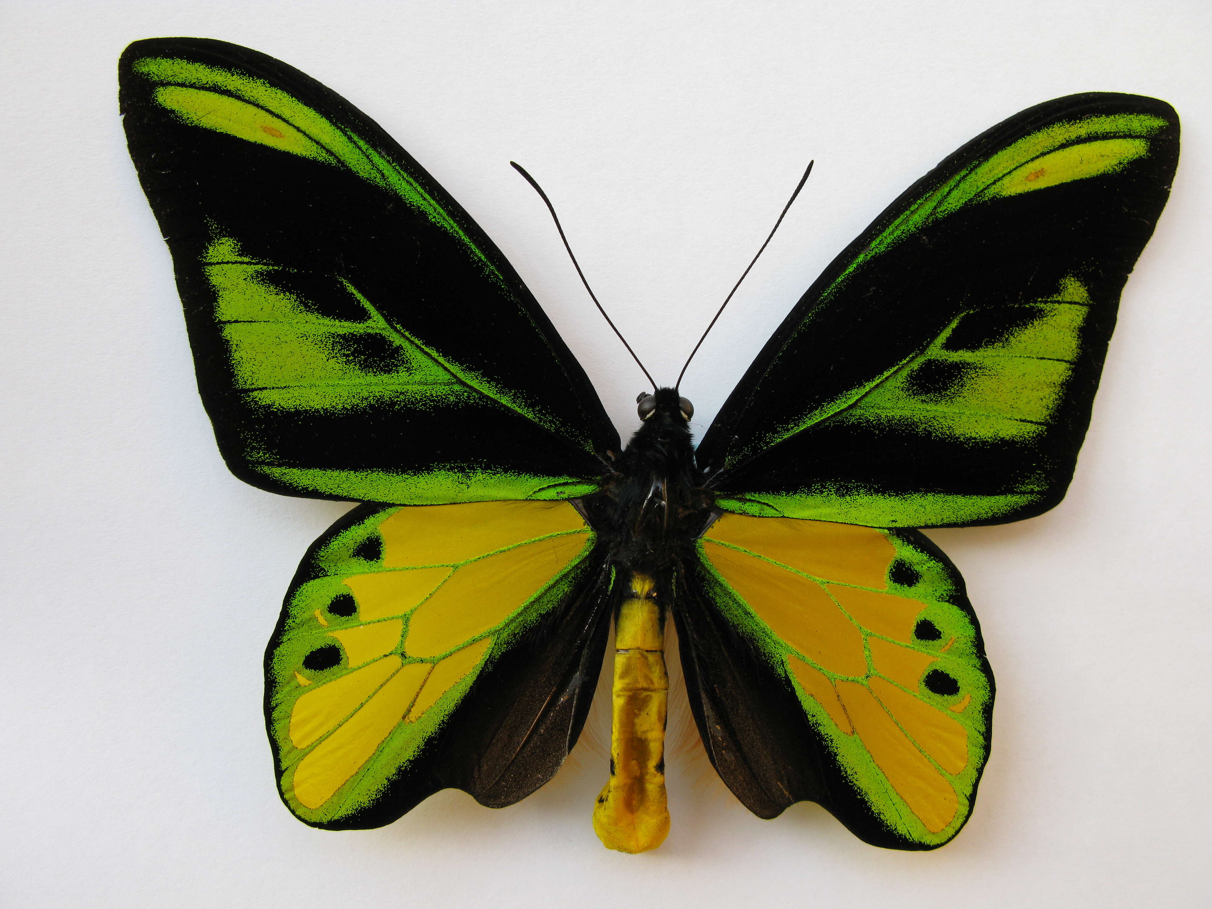 Image of Chimaera Birdwing