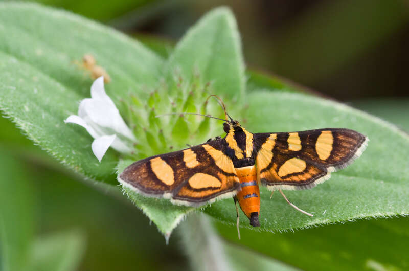 Imagem de Syngamia florella Cramer 1781