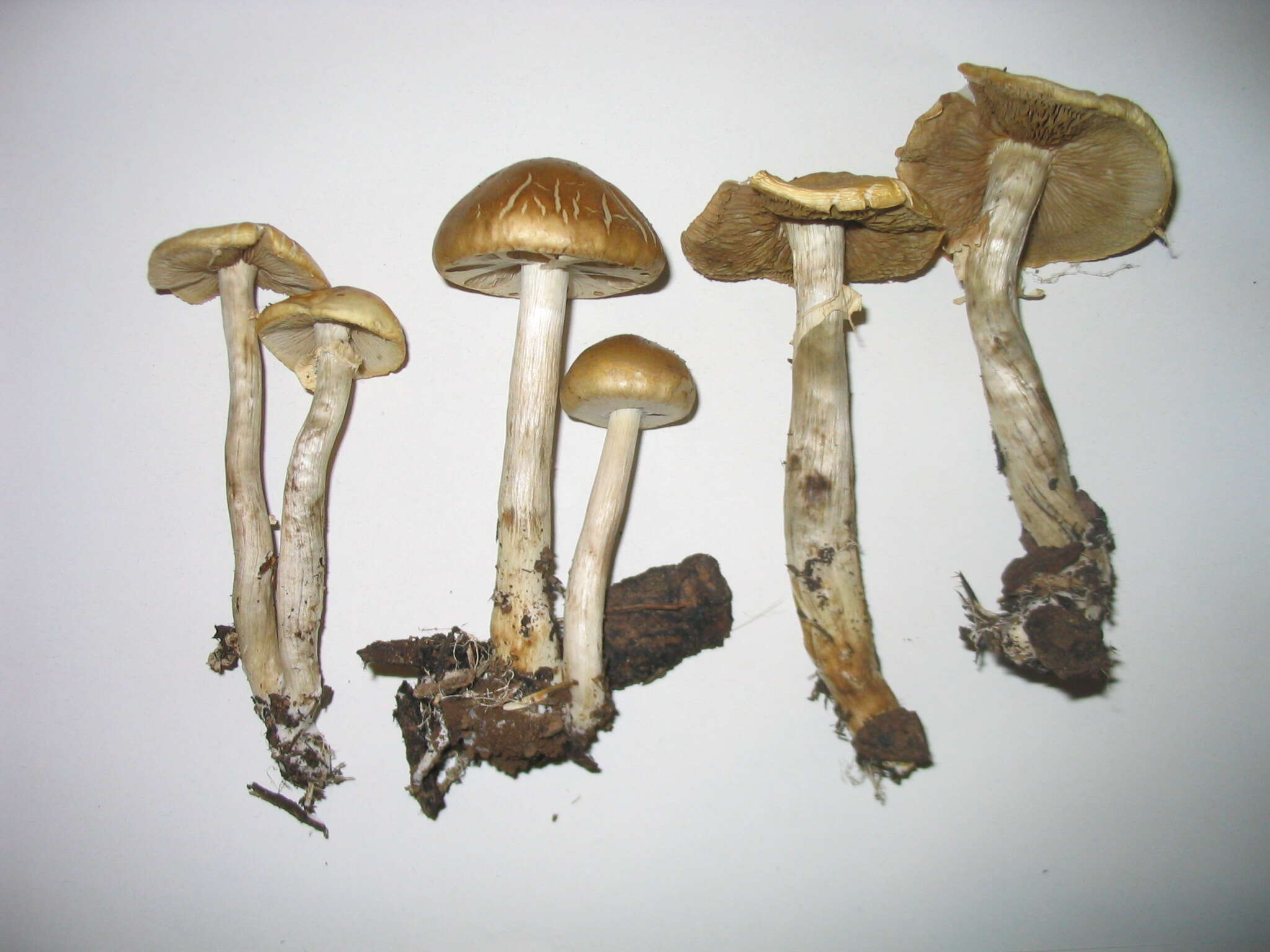 Image of Agrocybe praecox (Pers.) Fayod 1889