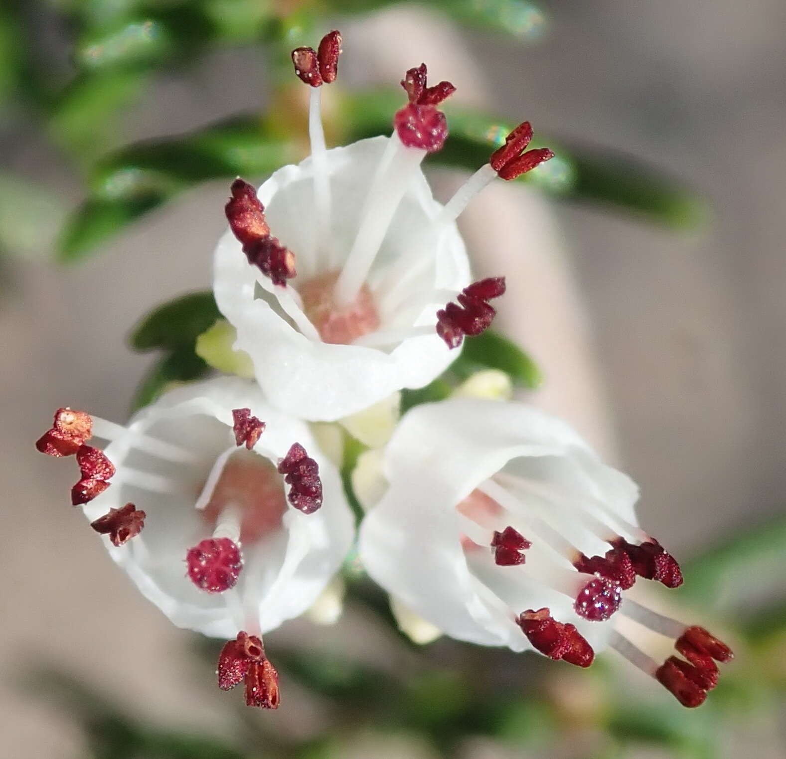 Image of Erica simulans Dulfer