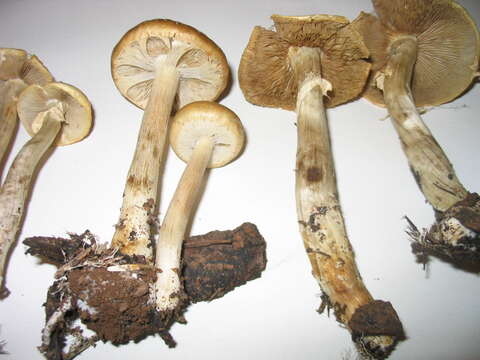 Image of Agrocybe praecox (Pers.) Fayod 1889