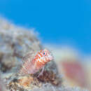 Image of Fringed blenny