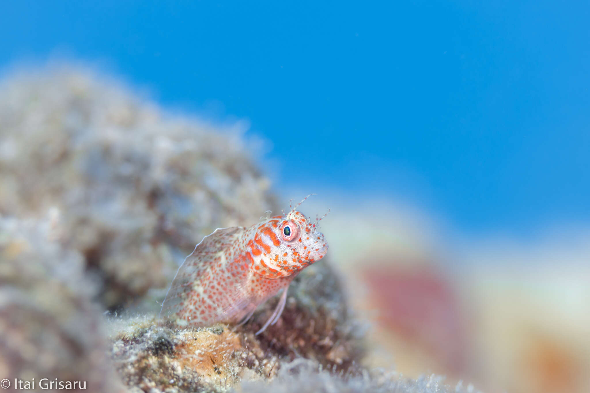 Image of Fringed blenny