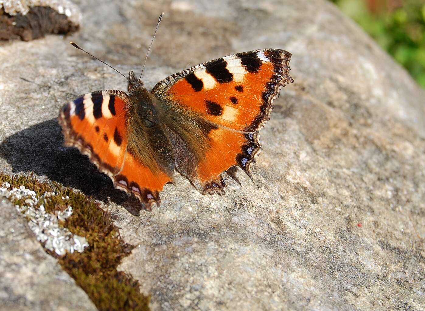 Imagem de Aglais urticae Linnaeus 1758