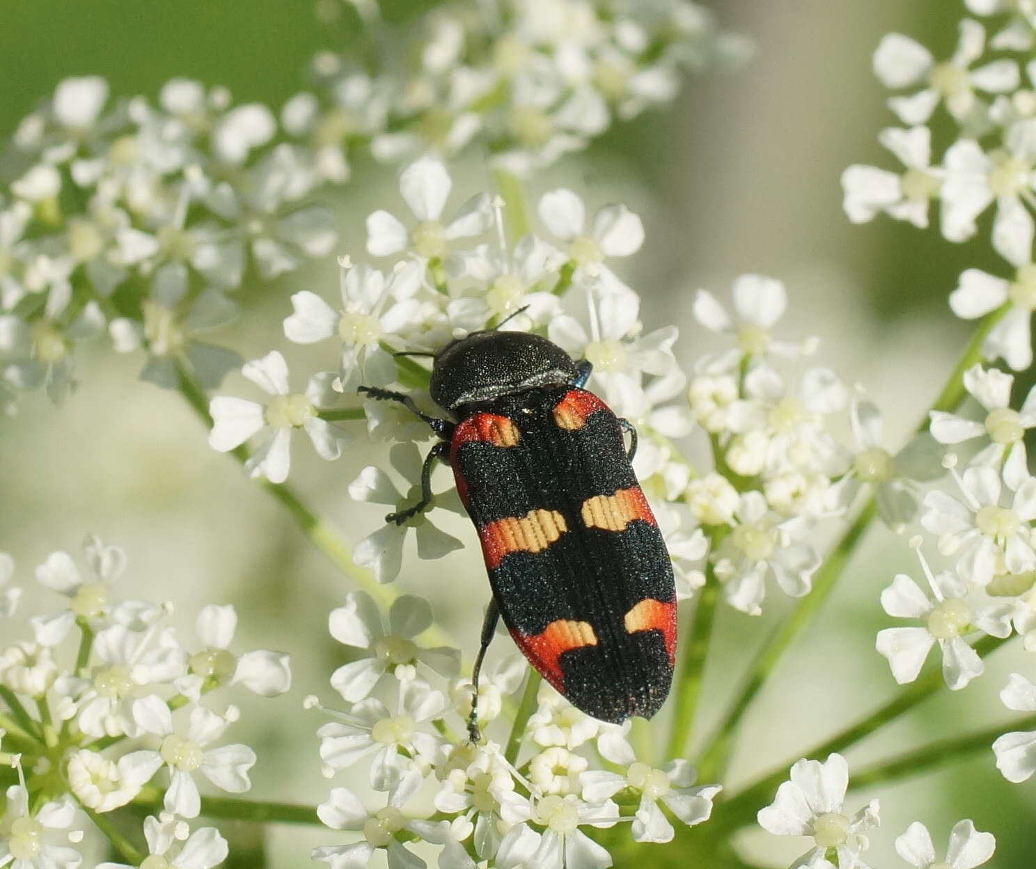 Image of Castiarina sexplagiata (Gory 1841)