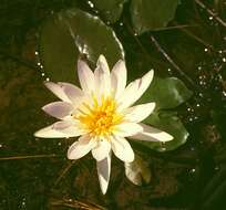 Image of waterlily