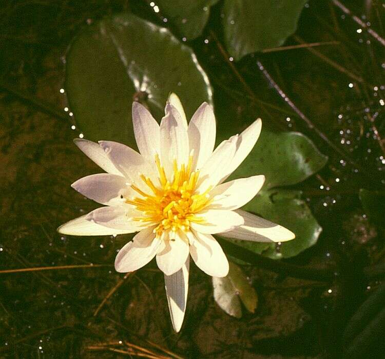 Image of waterlily