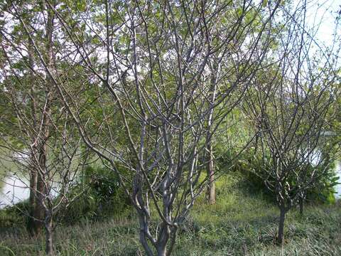 Слика од Malus halliana Koehne