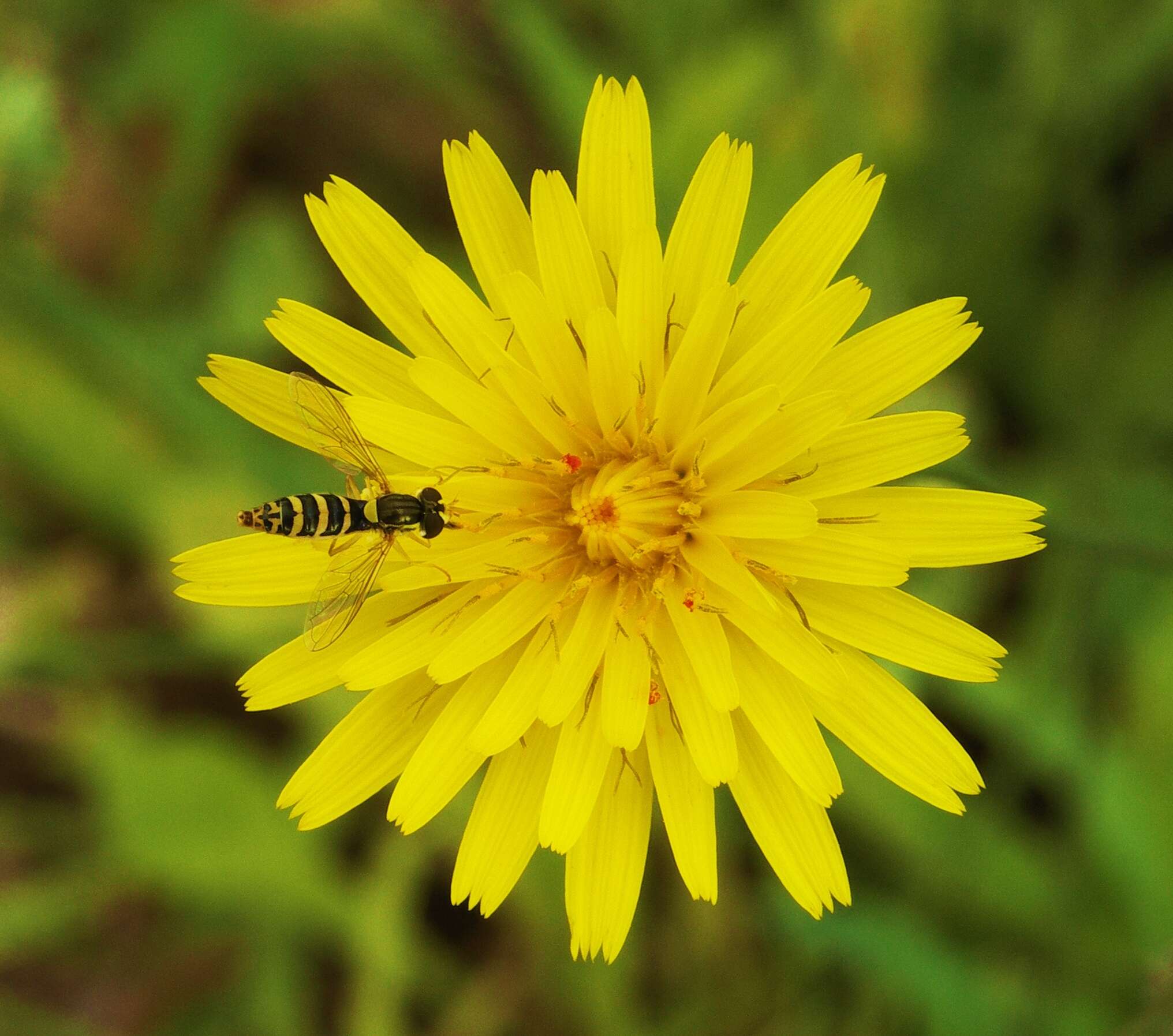 Sphaerophoria scripta (Linnaeus 1758) resmi