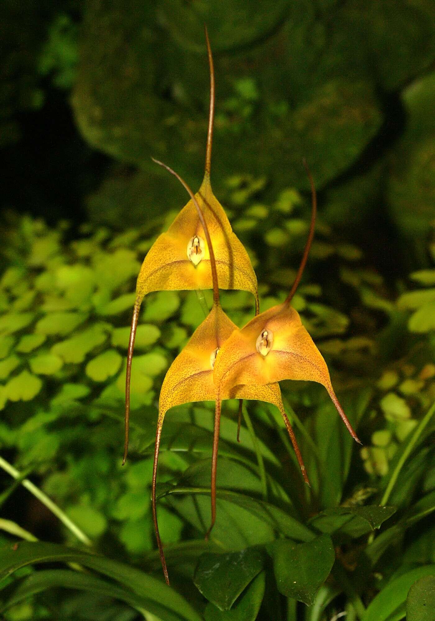 Image of Masdevallia triangularis Lindl.