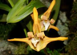 Image of Tiger orchids