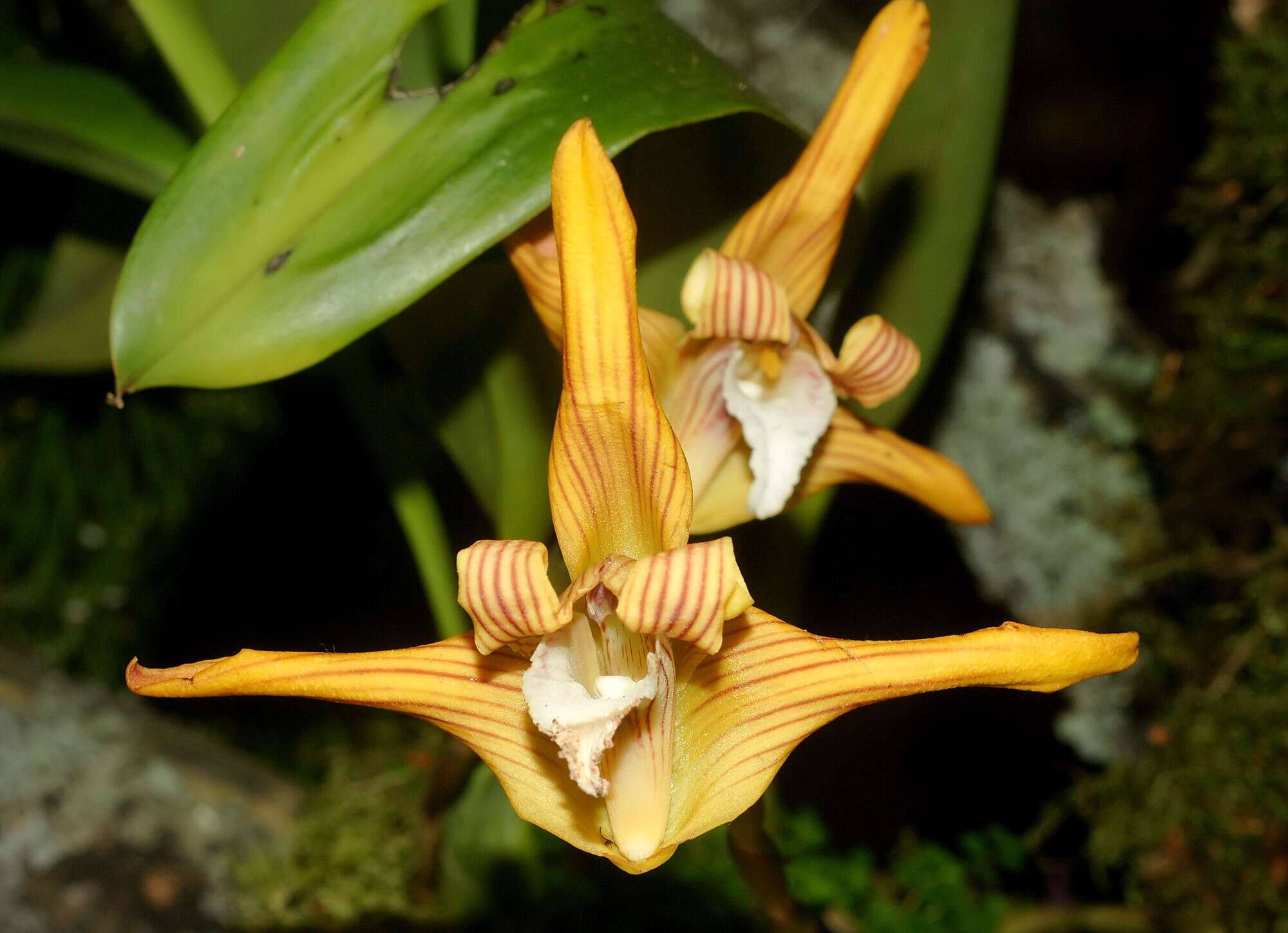 Image of Tiger orchids