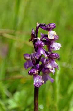 Image of Anacamptis morio subsp. morio