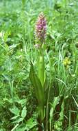 Dactylorhiza incarnata (L.) Soó resmi