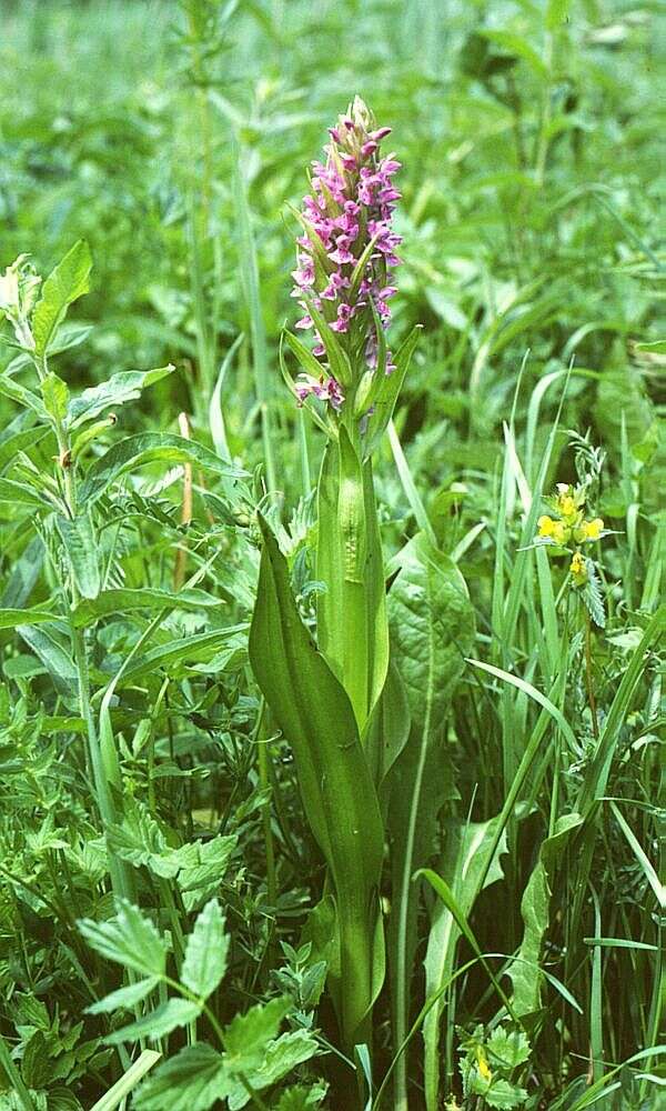 Dactylorhiza incarnata (L.) Soó resmi