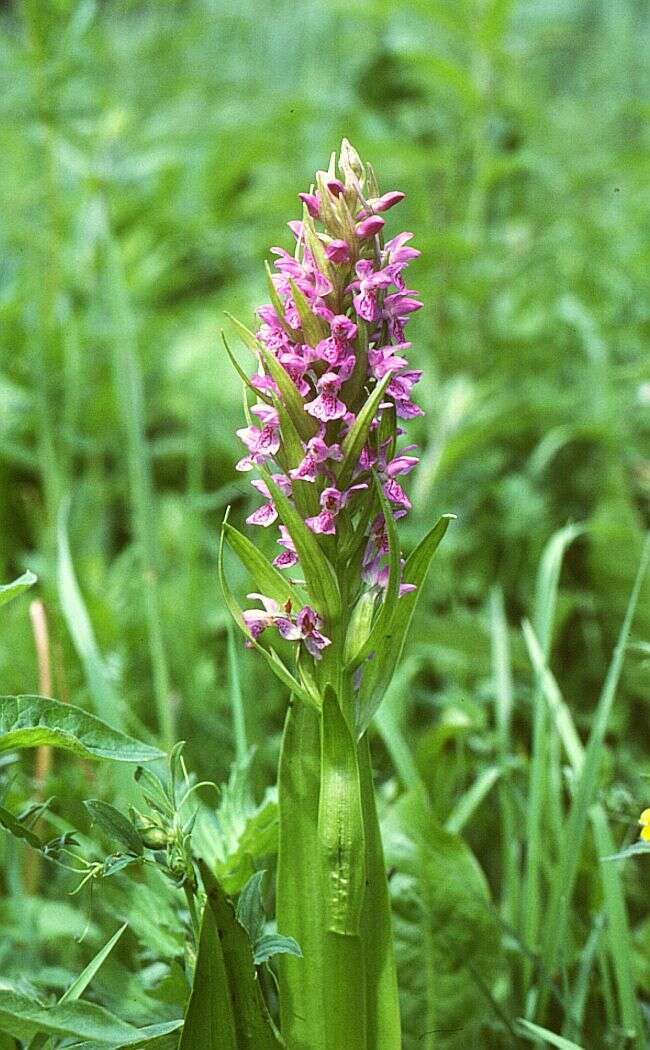 Dactylorhiza incarnata (L.) Soó resmi