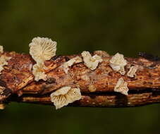 Plancia ëd Marasmiellus affixus (Berk.) Singer 1973