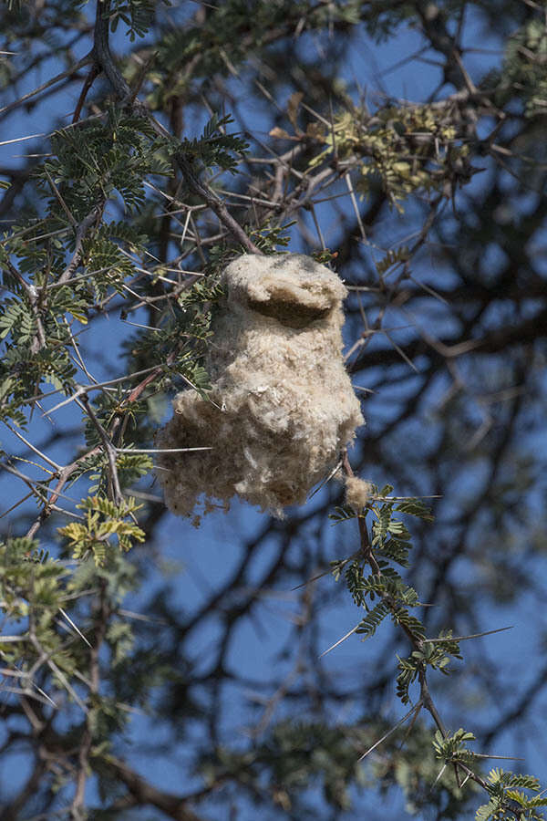 Image of Cape Penduline Tit