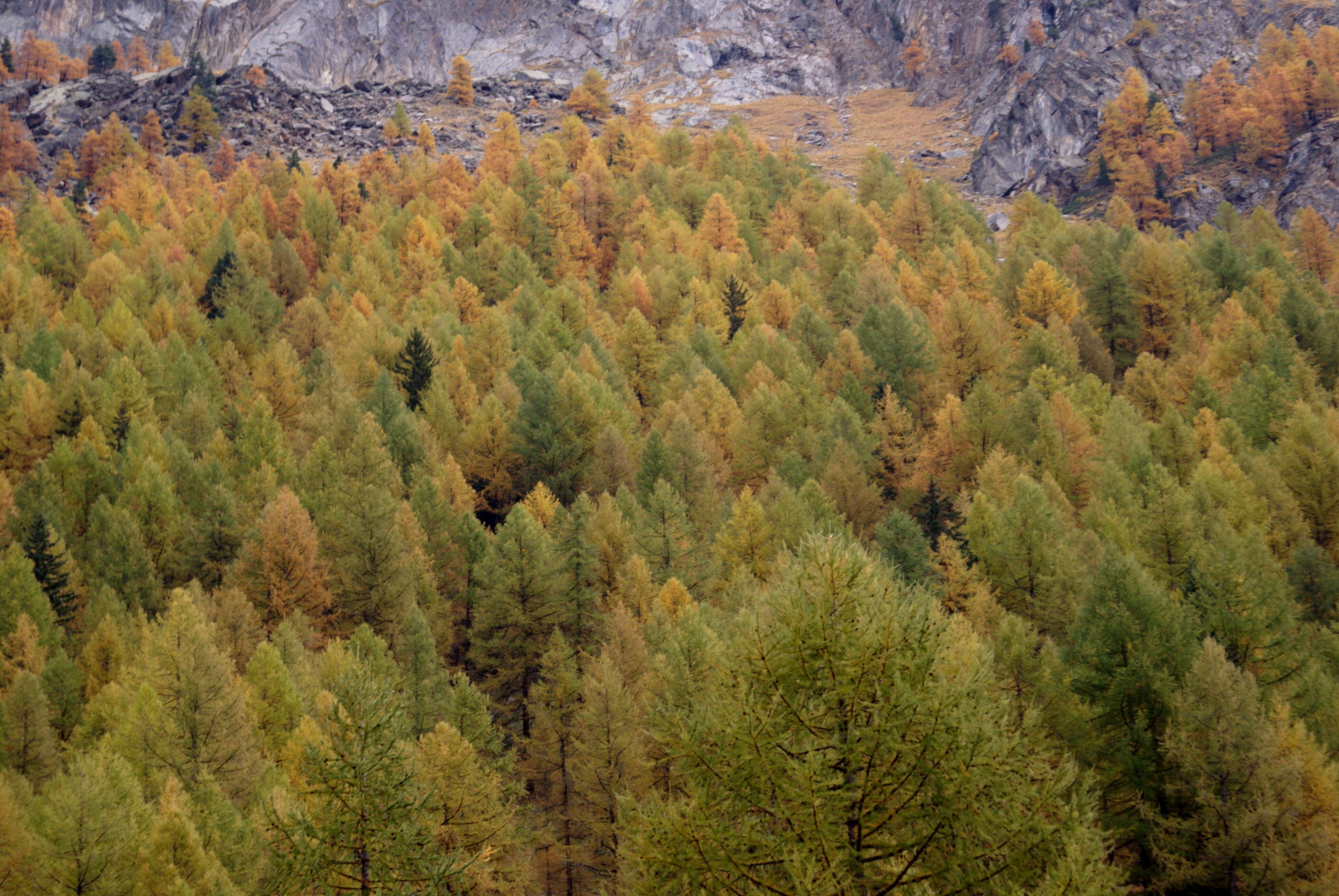 Plancia ëd Larix decidua Mill.