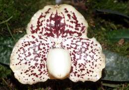 Image of Godefroy's Paphiopedilum