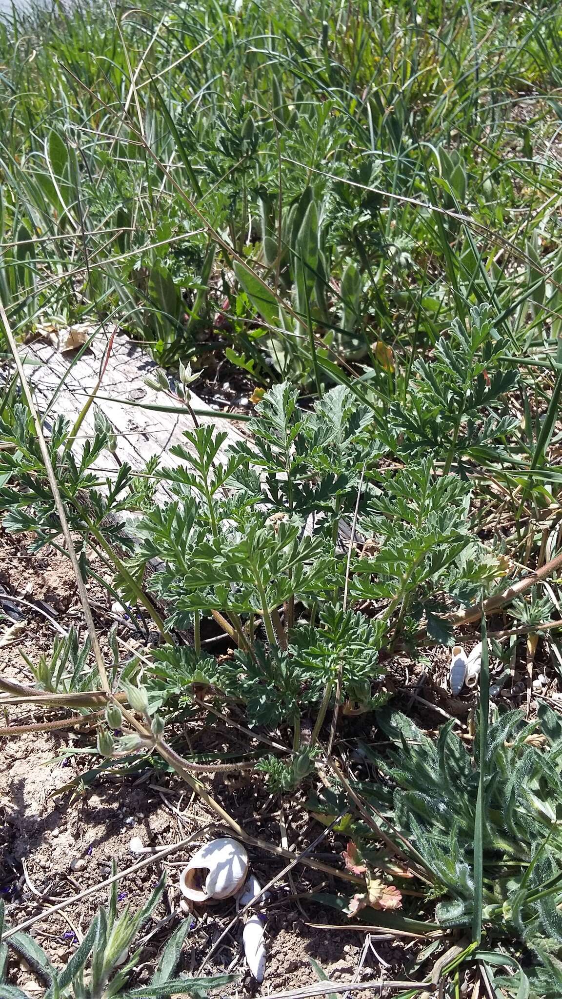 Erodium ciconium (L.) L'Her. resmi