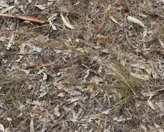 Image of Austrostipa nodosa (S. T. Blake) S. W. L. Jacobs & J. Everett