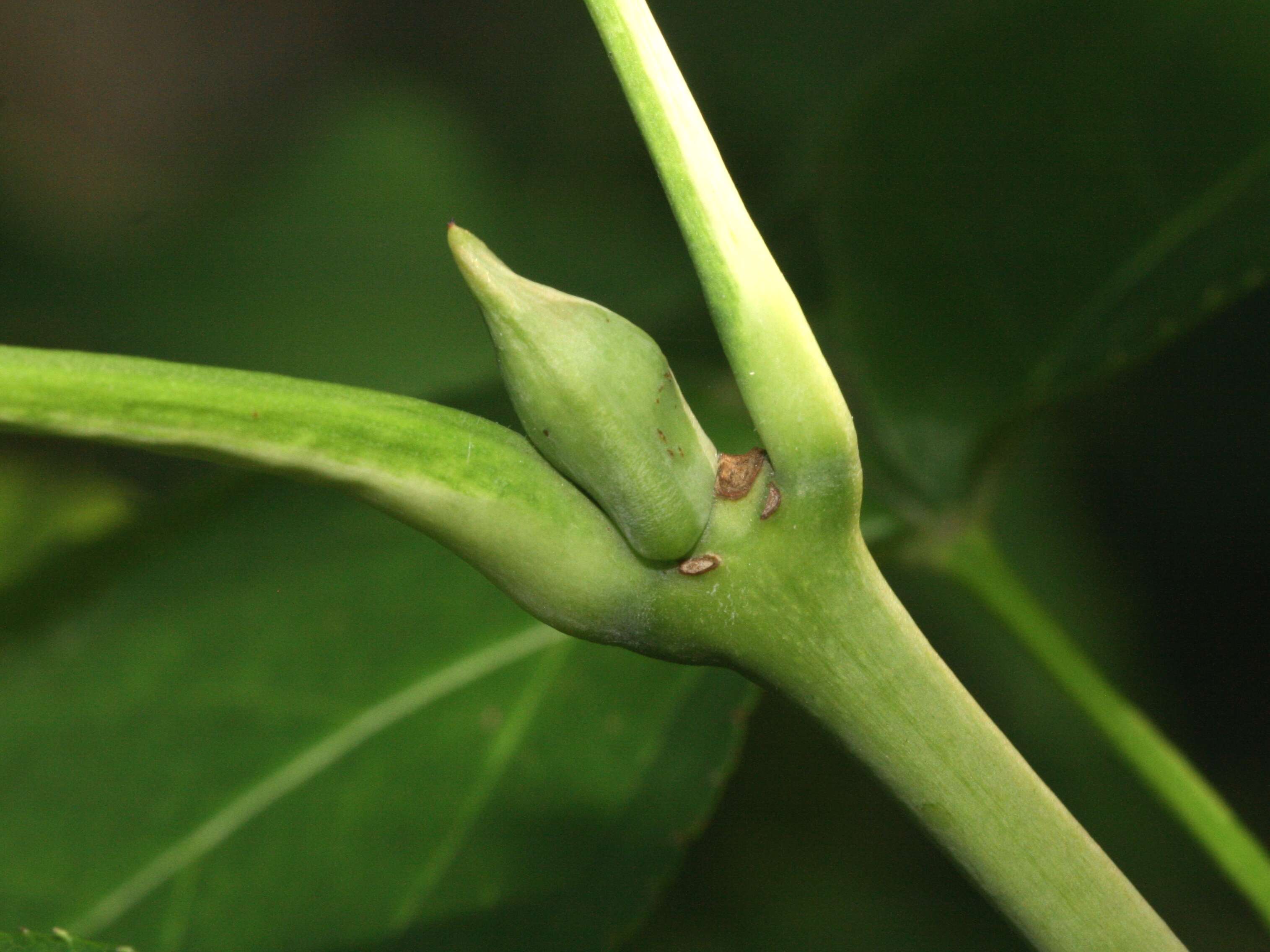 Image of Staphylea colchica Stev.